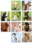 Postkartenkalender 