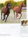 Kalender "Pferd"